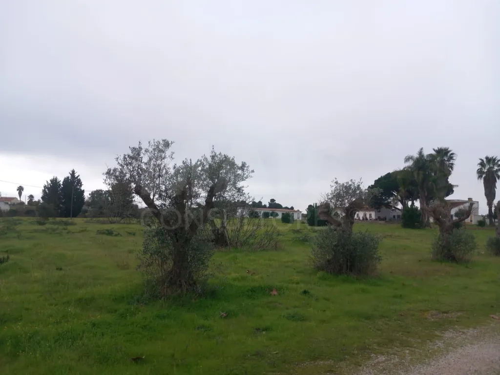 Terreno rústico 6.000m2 situado em Lau-Palmela