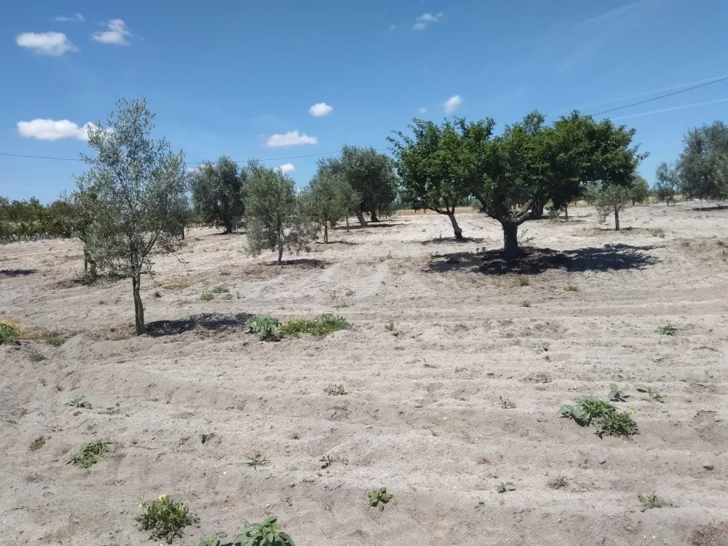 Terreno Rústico na Branca, Coruche