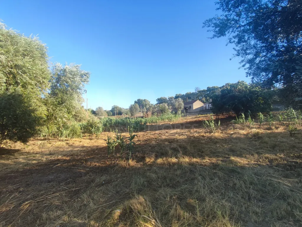 Quinta com moradia para recuperar na zona de Abrantes