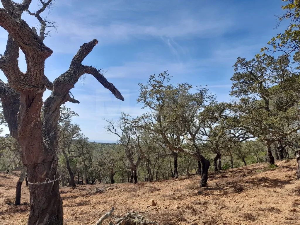 Terreno Urbano com 8.4 H em Melides