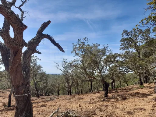 Terreno Urbano com 8.4 H em Melides