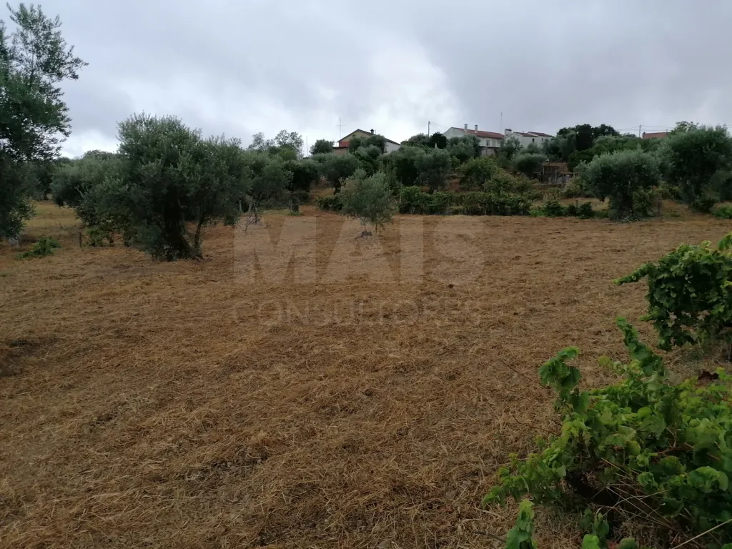 Terreno em Mouriscas para cultivo com olival e árvores de fruto