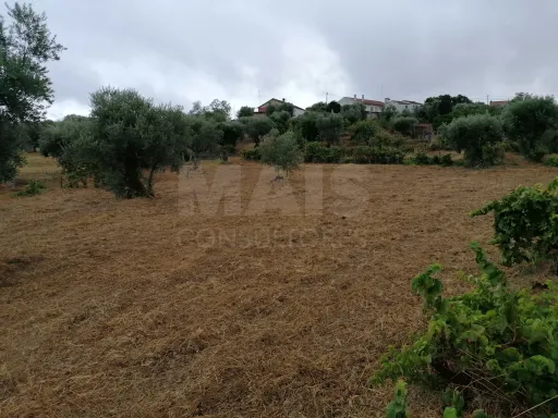 Terreno em Mouriscas para cultivo com olival e árvores de fruto