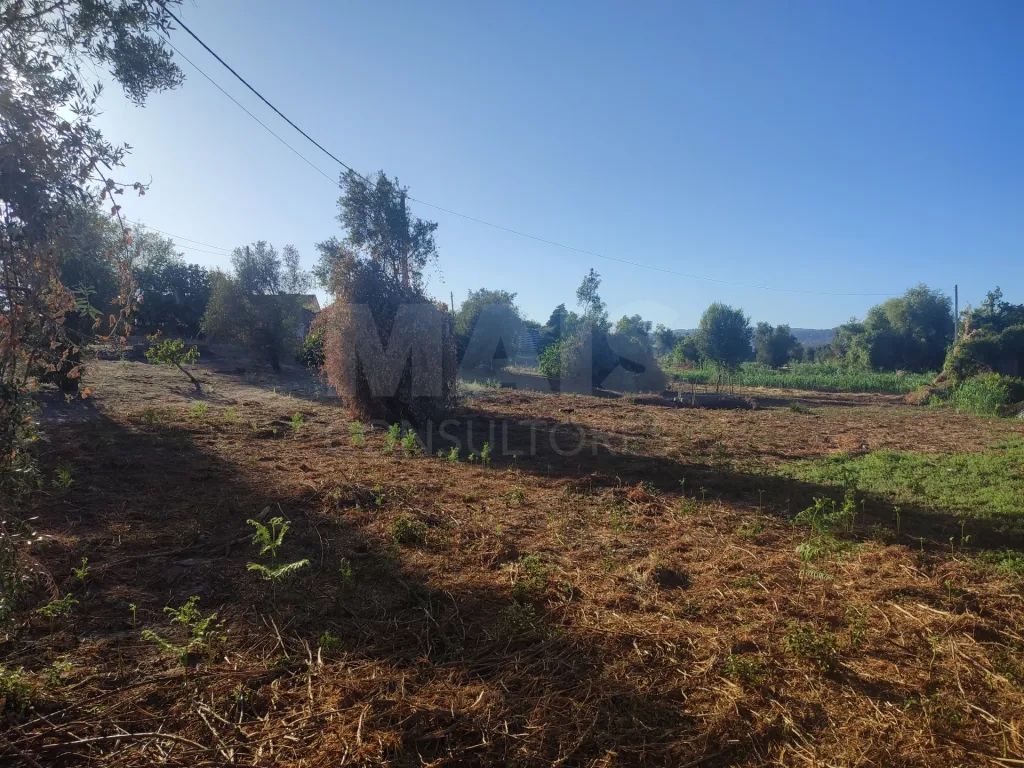 Quinta com moradia para recuperar na zona de Abrantes