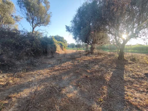 Quinta com moradia para recuperar na zona de Abrantes