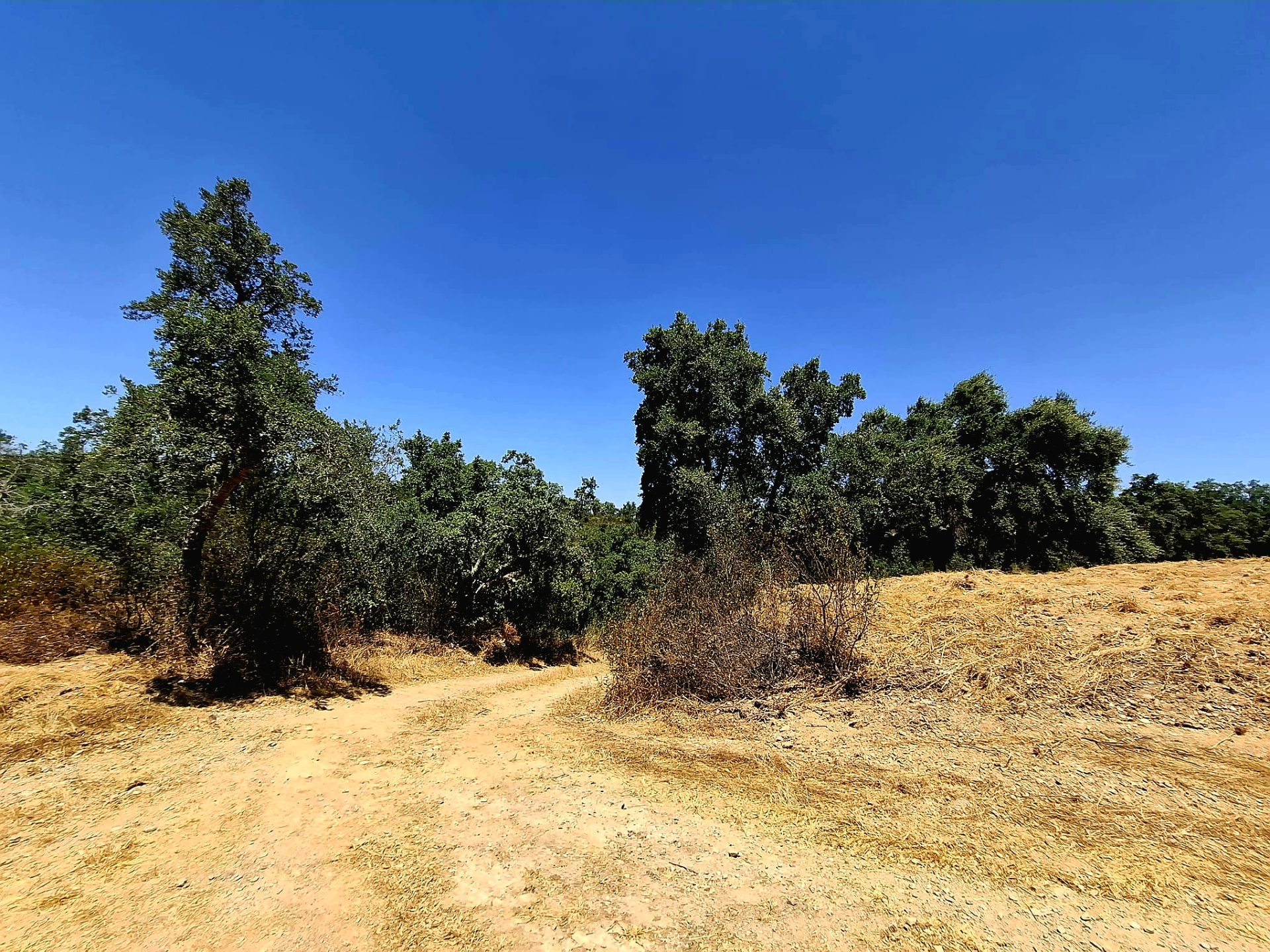 Farmland 73,7 ha - Relíquias, Odemira