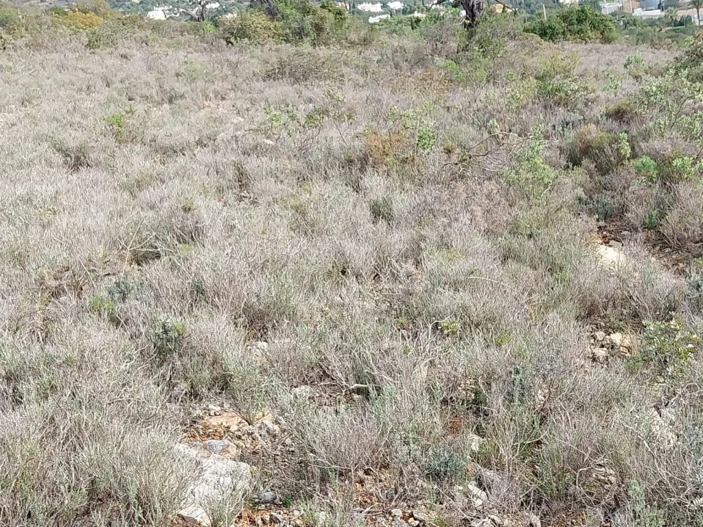 Bonito lote de terreno Rustico
