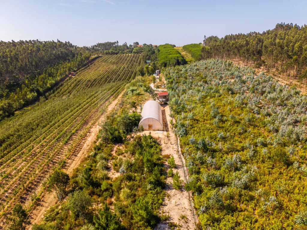 Terreno Agrícola na Fanadia | 16.100 m² de Potencial e Infraestruturas Preparadas