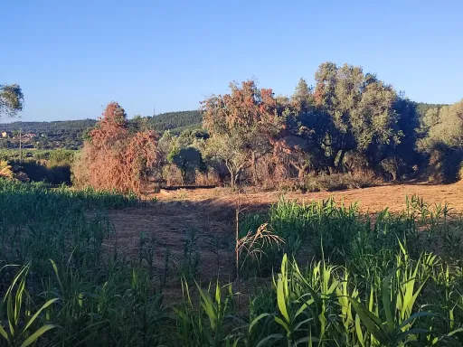 Quinta com moradia para recuperar na zona de Abrantes
