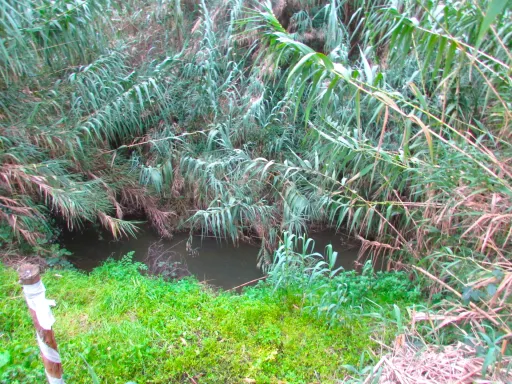 Terreno Misto - 1ha - Torres Vedras - Ramalhal