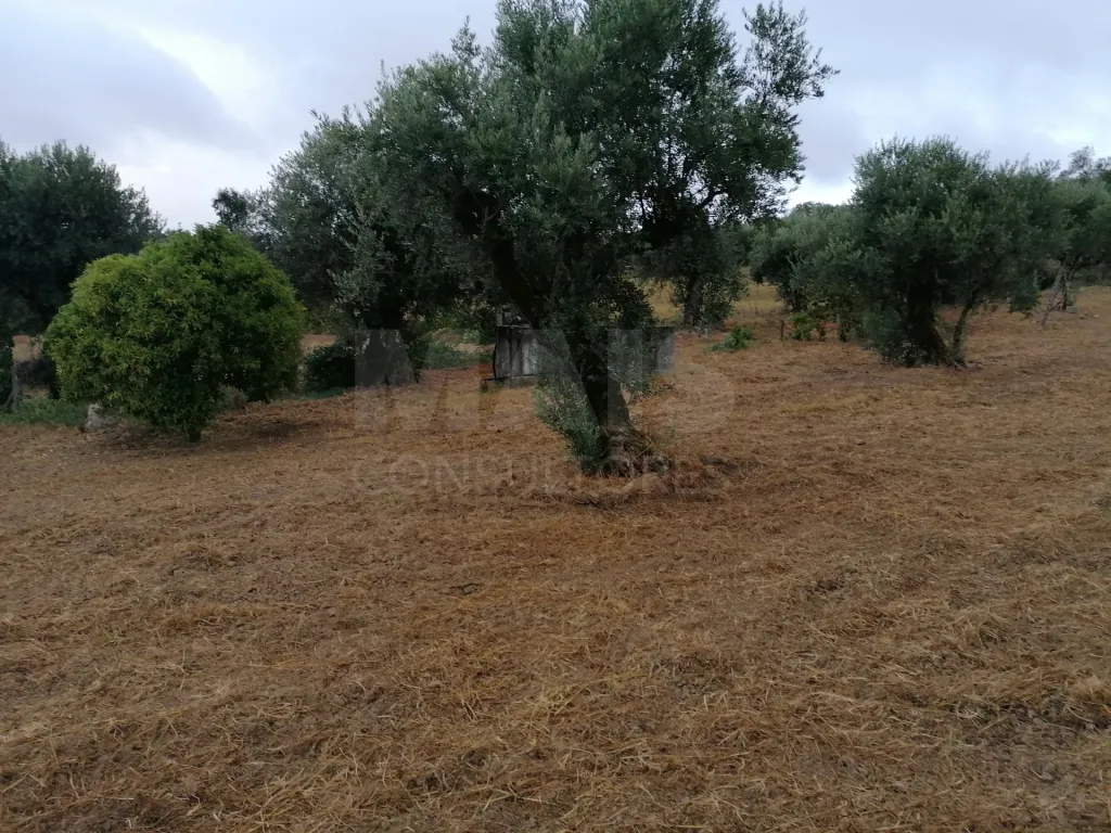Terreno em Mouriscas para cultivo com olival e árvores de fruto