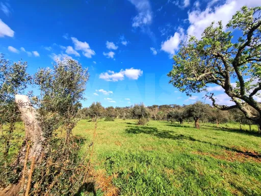 Quinta T4 com 9 mil m2 em Santiago do Cacém, Cercal do Alentejo