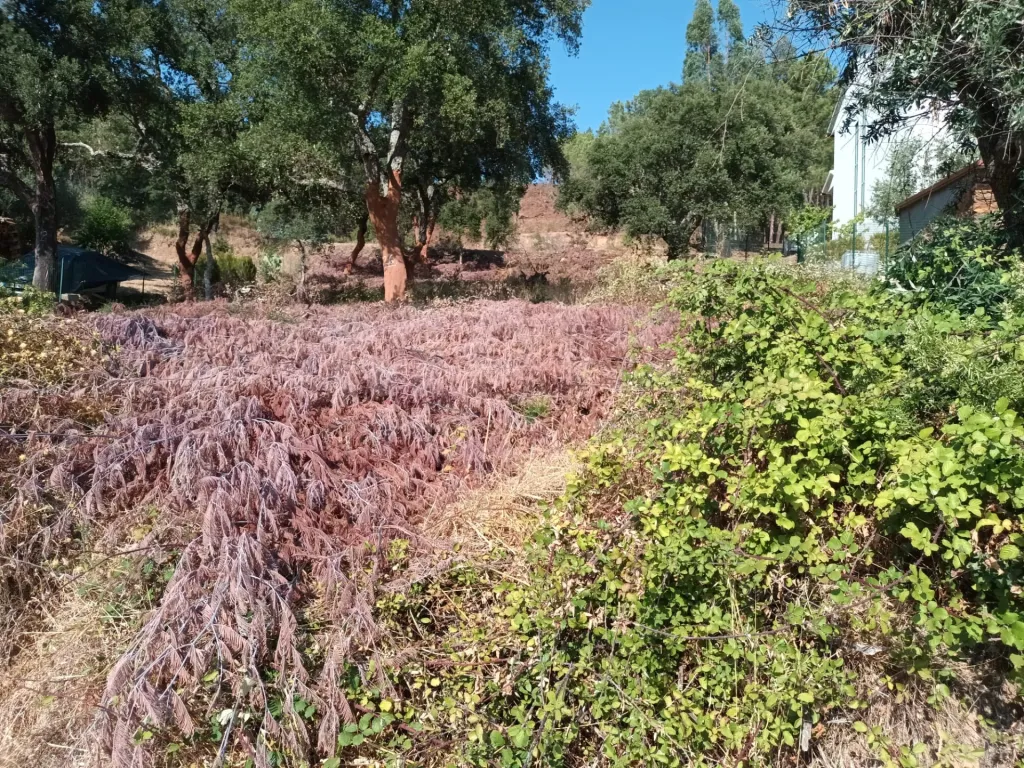 Terreno Misto, Salgueiro do Campo, Castelo Branco
