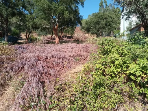 Terreno Misto, Salgueiro do Campo, Castelo Branco