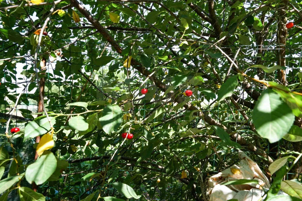 Quinta com moradia térrea em Torres Vedras
