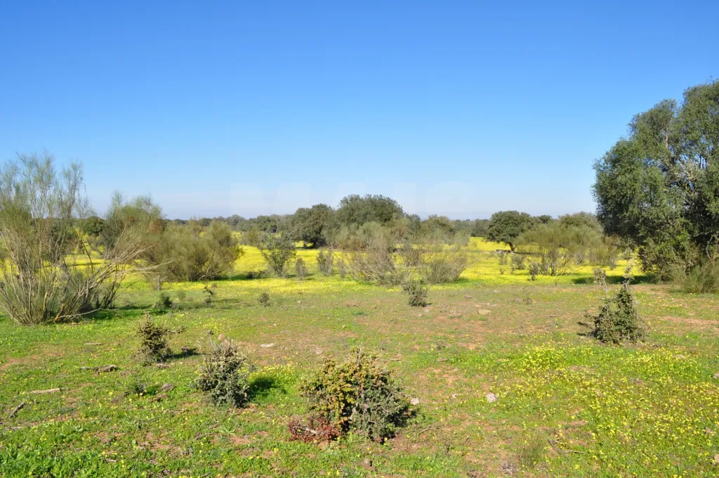 Fabulosa Herdade em Reguengos Monsaraz junto à Herdade do Esporão 105 ha