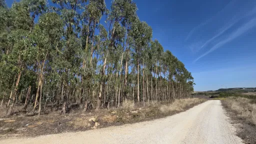 Rustic land with cut eucalyptus trees