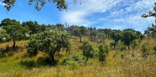 Herdade com 11,6 hectares em São Bartolomeu da Serra, Santiago do Cacém