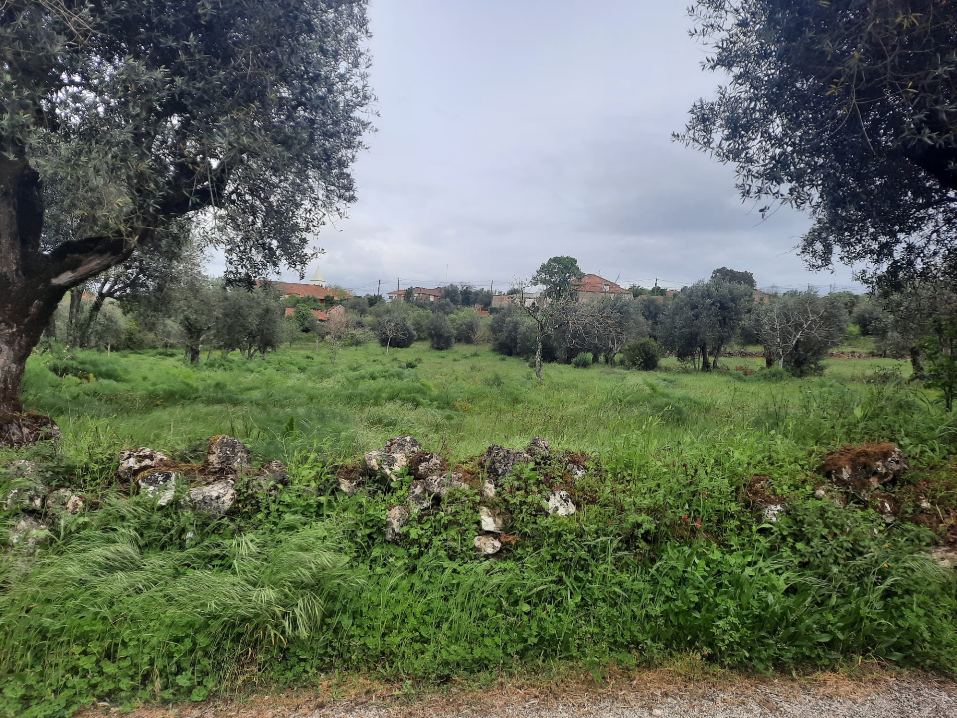 6-bedr. house with store and 4.600 m2 plot.Ferreira Zêzere- Chãos