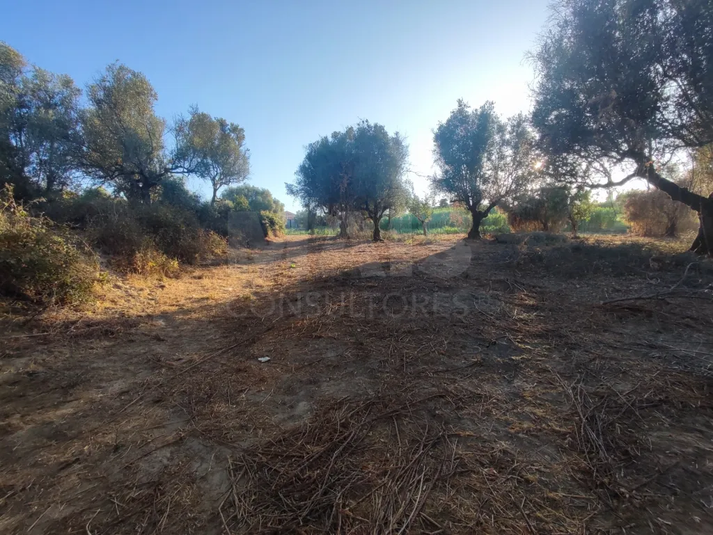 Quinta com moradia para recuperar na zona de Abrantes