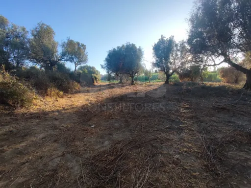 Quinta com moradia para recuperar na zona de Abrantes