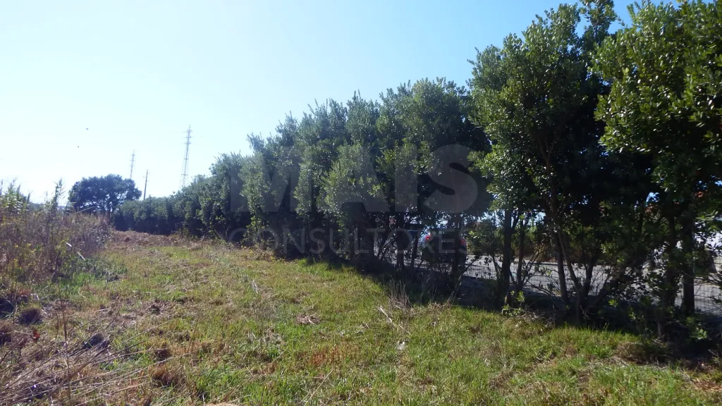 Quinta com Adega | 37.500 m² | Atouguia da Baleia, Peniche