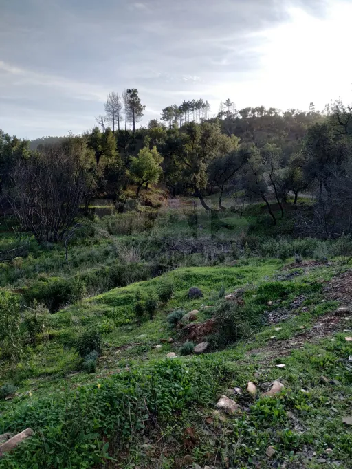 Monte Alentejano com 2 ruínas