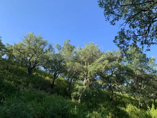 Herdade  com 40,85 hectares em São Bartolomeu da Serra, Santiago do Cacém