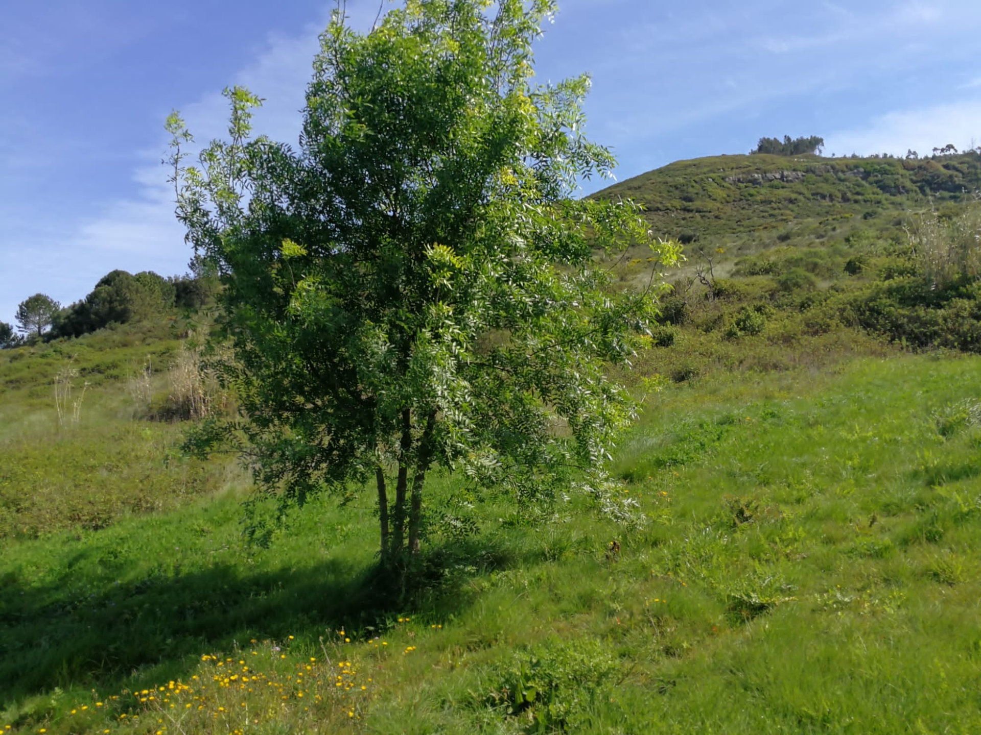 Moradia em Ruina, com Terreno de 48mil m2 em Santo Quintino