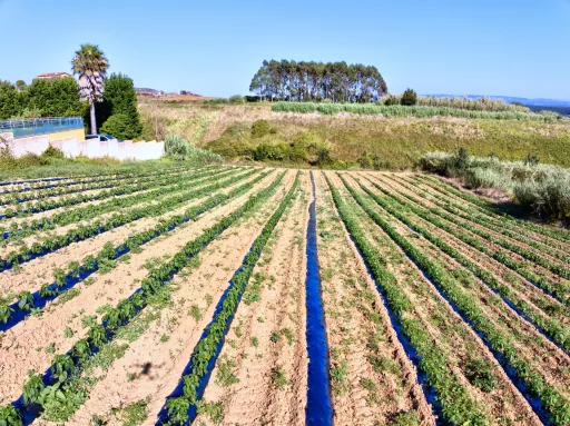 Terreno com Viabilidade de Construção