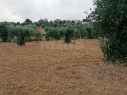 Terreno em Mouriscas para cultivo com olival e árvores de fruto