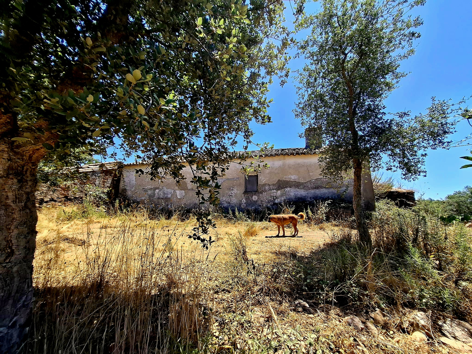 Farmland 73,7 ha - Relíquias, Odemira