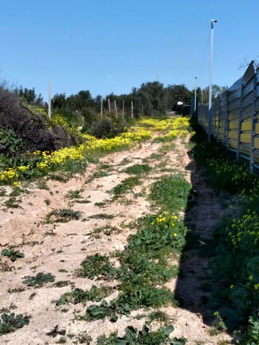 Lote de Terreno Rustico