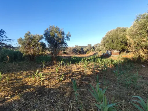 Quinta com moradia para recuperar na zona de Abrantes