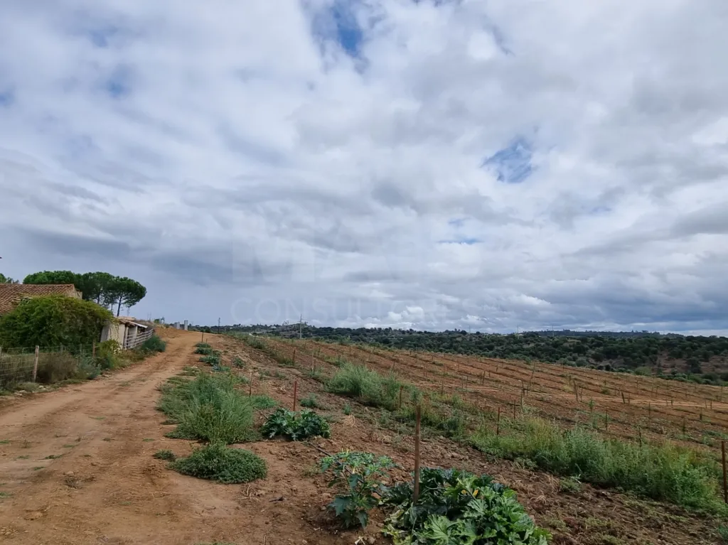 QUINTA, em  Casas Novas  - MOURISCAS -ABRANTES