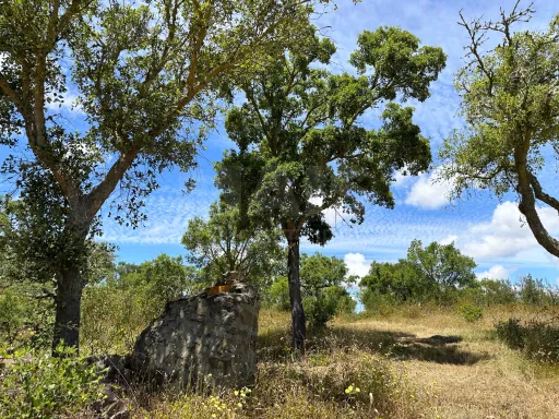 Herdade com 11,6 hectares em São Bartolomeu da Serra, Santiago do Cacém
