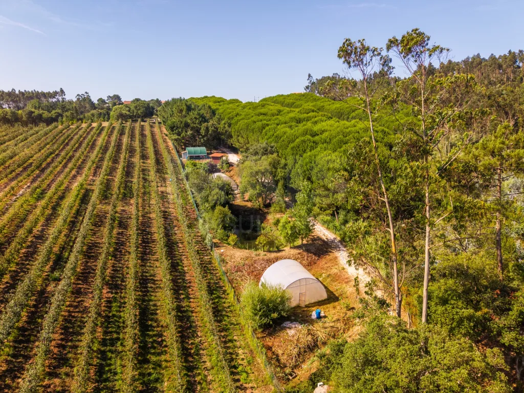 Terreno Agrícola na Fanadia | 16.100 m² de Potencial e Infraestruturas Preparadas