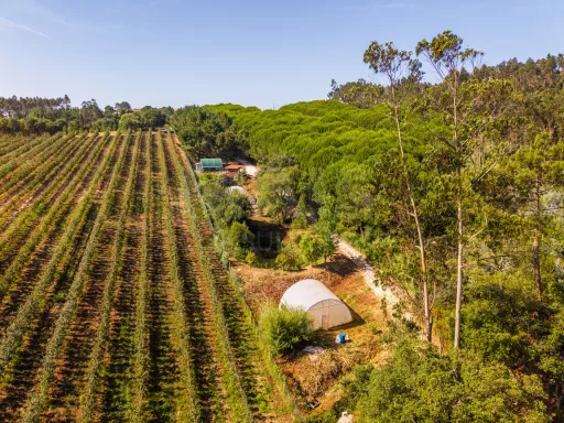 Terreno Agrícola na Fanadia | 16.100 m² de Potencial e Infraestruturas Preparadas
