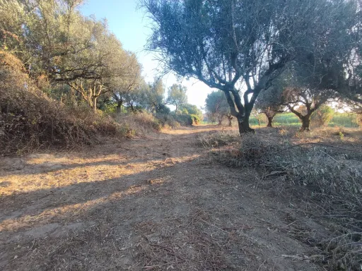 Quinta com moradia para recuperar na zona de Abrantes
