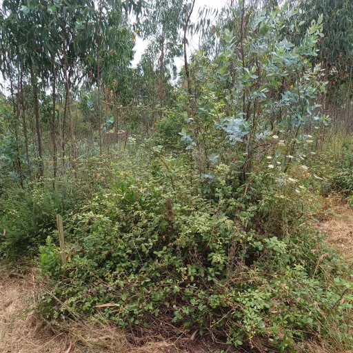 Terreno com viabilidade de construção de 3300m2