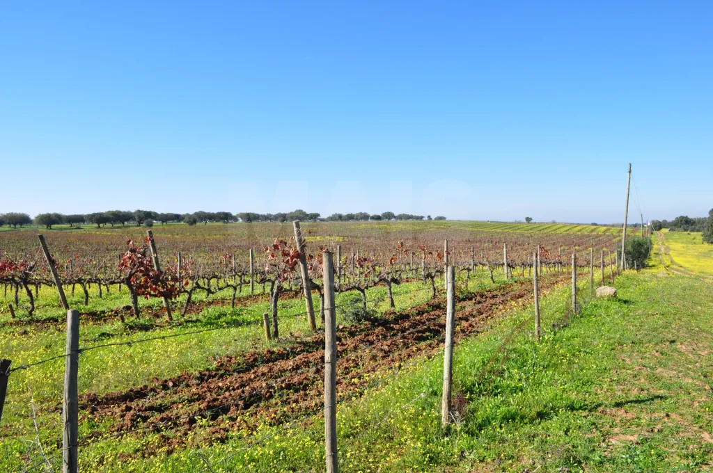 Fabulosa Herdade em Reguengos Monsaraz junto à Herdade do Esporão 105 ha
