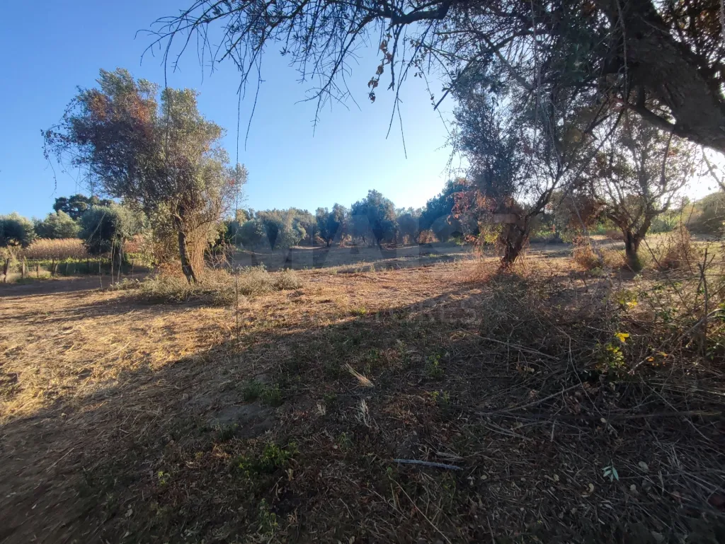 Quinta com moradia para recuperar na zona de Abrantes