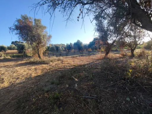 Quinta com moradia para recuperar na zona de Abrantes