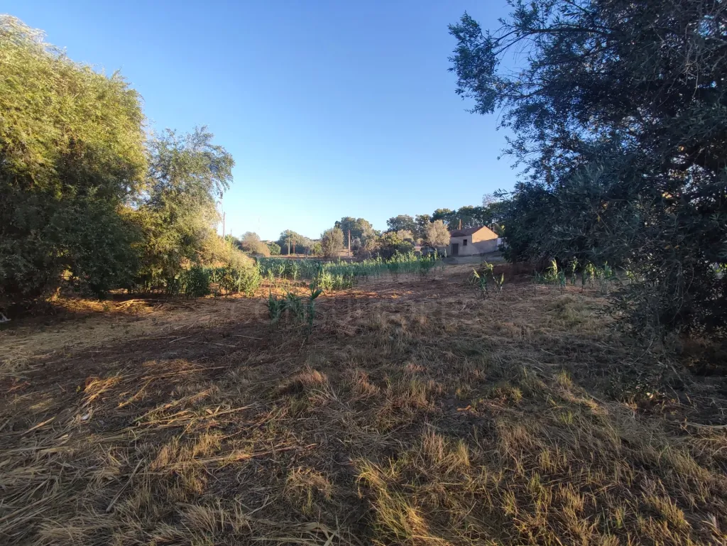 Quinta com moradia para recuperar na zona de Abrantes
