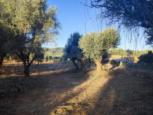 Quinta com moradia para recuperar na zona de Abrantes