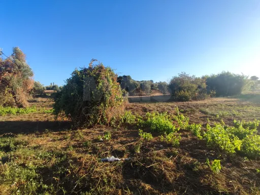Quinta com moradia para recuperar na zona de Abrantes