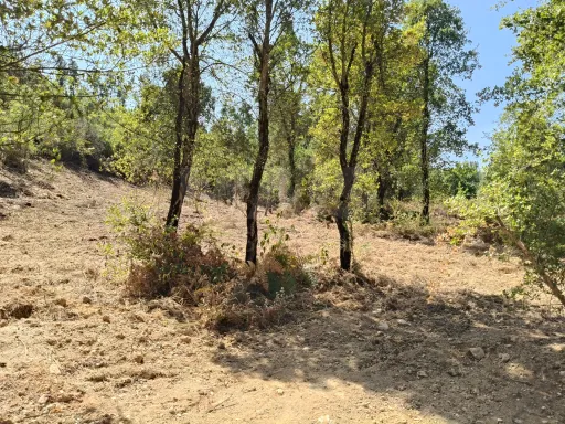 Terreno 2600 m2 para contruir em Côja