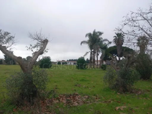 Terreno rústico 6.000m2 situado em Lau-Palmela
