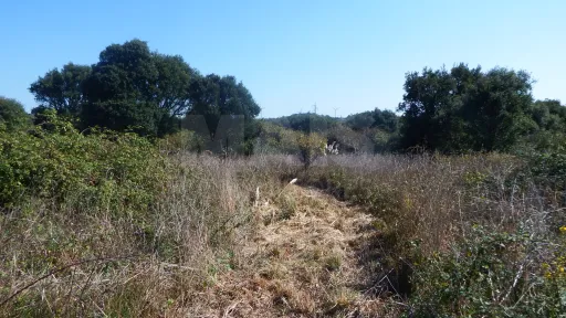 Quinta com Adega | 37.500 m² | Atouguia da Baleia, Peniche