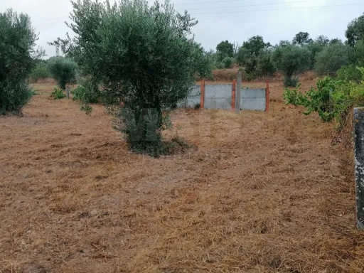 Terreno em Mouriscas para cultivo com olival e árvores de fruto